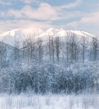 Snow-covered forest and mountains - Alaska Chilkat Bald Eagle Preserve, Haines, Alaska