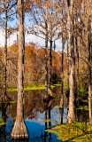 Cypress swamp along River Styx - Alachua County, Florida