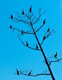 Double-crested Cormorants in tree - Lower Suwannee National Wildlife Refuge, Florida