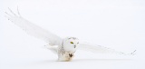 Snowy owl in flight - Stayner, Ontario, Canada