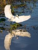 Snowy Egret chasing fish - Kissimmee Prairie Preserve State Park, Florida