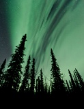 Aurora over spruce trees - Brooks Range, Alaska