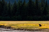 Coastal Brown Bear in meadow - Lake Clark National Park, Alaska