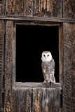 Barn Owl in window - Fort Collins, Colorado