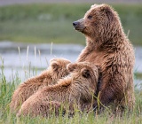 Coastal brown bear nursing cubs - Lake Clark National Park, Alaska