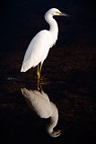 Snowy Egret - Paynes Prairie Preserve State Park, Florida