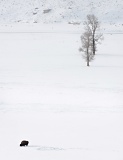 Lone bison feeding in snow-covered Lamar Valley - Yellowstone National Park, Wyoming