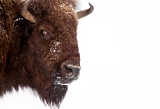 Headshot of bison in winter - Yellowstone National Park, Wyoming