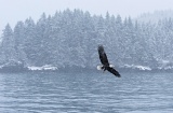 Bald Eagle flying in snowstorm - Kachemak Bay, Alaska