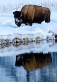 Bison beside Madison River - Yellowstone National Park, Wyoming