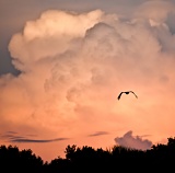 Sunset-lit clouds and silhouetted bird - Myakka River State Park, Florida
