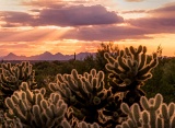 Glowing cholla cactus - Saguaro National Park, Arizona
