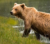 Coastal Brown Bear in a watery environment - Lake Clark National Park, Alaska