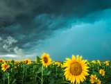 Sunflowers under approaching storm - Alice, Texas