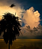 Crows and storm clouds - Everglades National Park, Florida