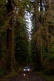 Car dwarfed by huge trees - Olympic National Park, Washington