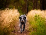 Dog on path - Bairnsdale, Victoria, Australia