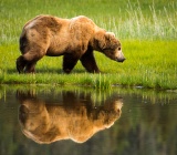Coastal Brown Bear and its reflection - Lake Clark National Park, Alaska