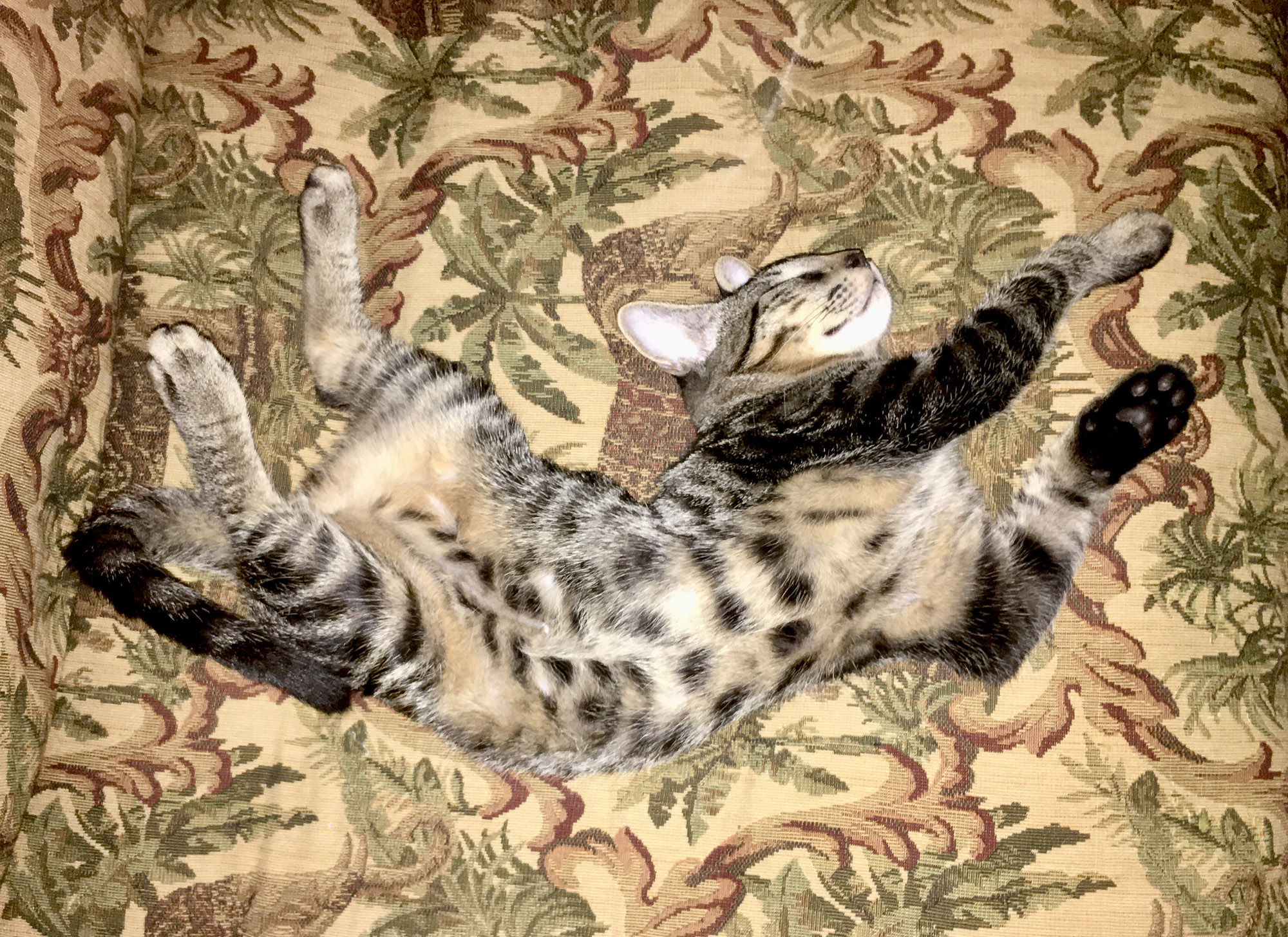 Our cat Darwin