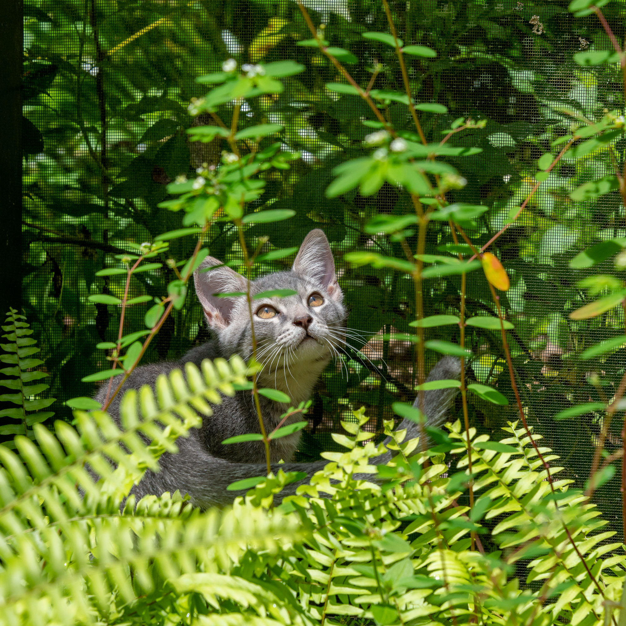 Our cat Rosey