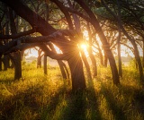 Oak grove in late afternoon - Gainesville, Florida