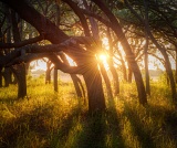 Oak grove in late afternoon - Gainesville, Florida