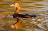 Pied-billed Grebe - Mrazek Pond, Everglades National Park, Florida