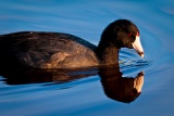 American Coot in Mrazek Pond - Everglades National Park, Florida