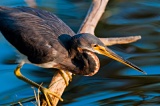 Tricolored Heron - Mrazek Pond, Everglades National Park, Florida