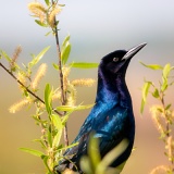 Boat-tailed Grackle in Willow Tree - Paynes Prairie Preserve State Park, Florida