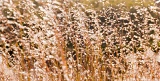 Backlit grass stems - Allen David Broussard Catfish Creek State Preserve, Florida