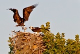 Osprey bringing a fish to its mate - Everglades National Park, Florida