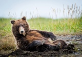 Coastal Brown Bear - Lake Clark National Park, Alaska