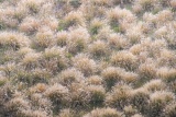 Tussock grass - Arrowtown, New Zealand