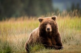 Coastal Brown Bear - Lake Clark National Park, Alaska