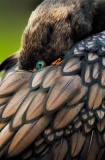 Double-crested Cormorant preening its feathers - Everglades National Park, Florida