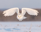 Snowy Owl - Stayner, Ontario, Canada