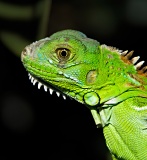 Feral Green Iguana - Hugh Taylor Birch State Park, Florida