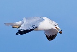 Gull exhibiting drop-catch behavior - Lauderdale-by-the-Sea, Florida