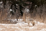 Coyote - Jasper National Park, Alberta, Canada