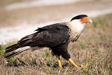 Crested Caracara - Kissimmee Prairie Preserve State Park, Florida