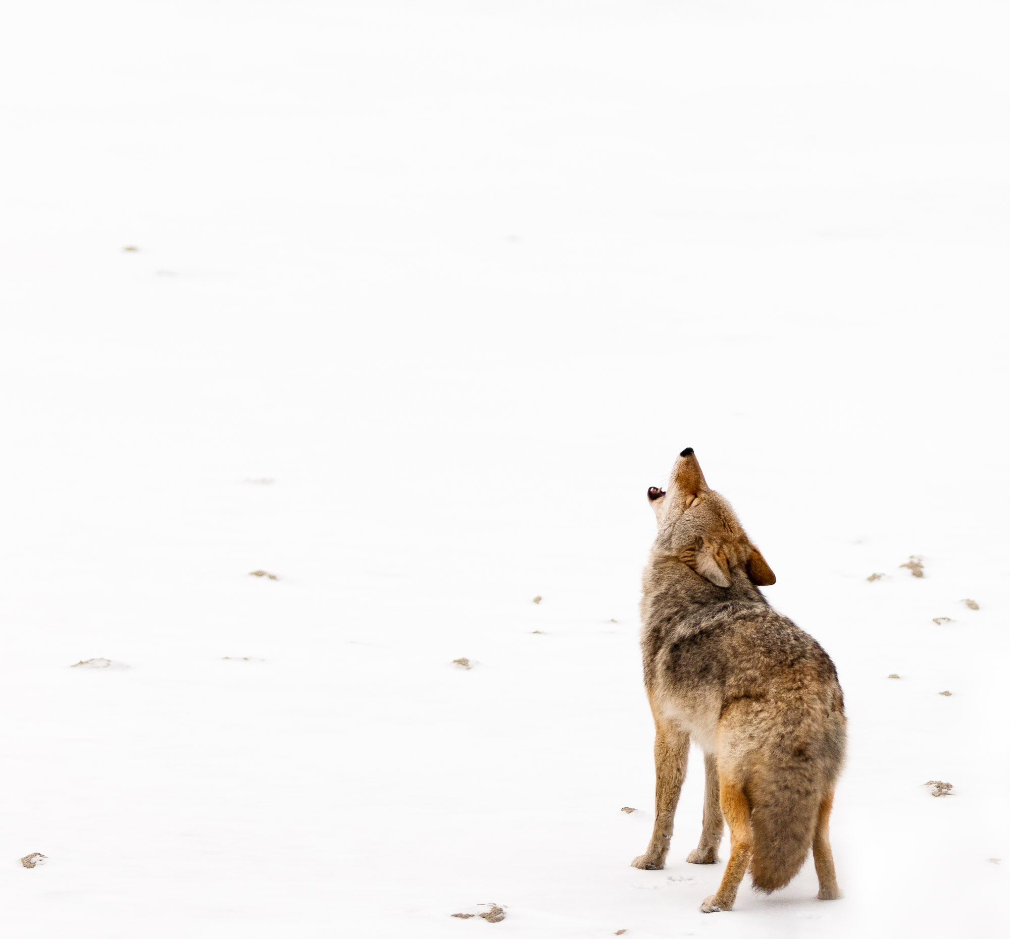 Howling Coyote - Jasper National Park, Alberta, Canada