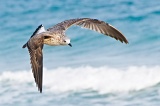 American Herring Gull - Anastasia State Park, Florida