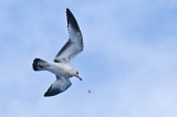 Gull exhibiting drop-catch behavior - Lauderdale-by-the-Sea, Florida