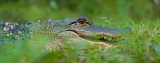 American Alligator - Gainesville, Florida