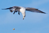 Gull exhibiting drop-catch behavior - Lauderdale-by-the-Sea, Florida