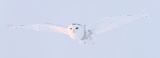 Snowy owl in flight - Stayner, Ontario, Canada