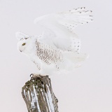 Snowy Owl landing on fence post - Stayner, Ontario, Canada