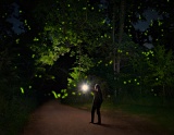 The Firefly Whisperer - Missouri Ozarks