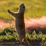 Prairie Dog giving alarm call - Wichita Mountains Wildlife Refuge, Oklahoma